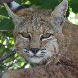 Bobcats in the Hood